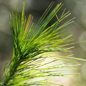 Meet your Posher, Lottie